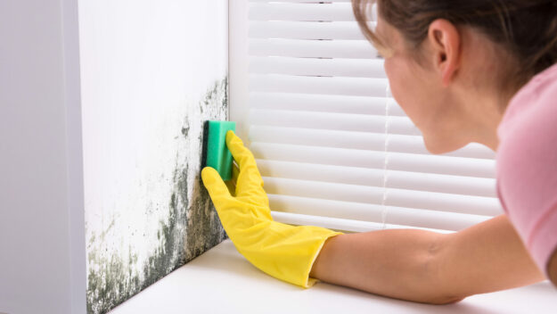 mould grow in ur homes